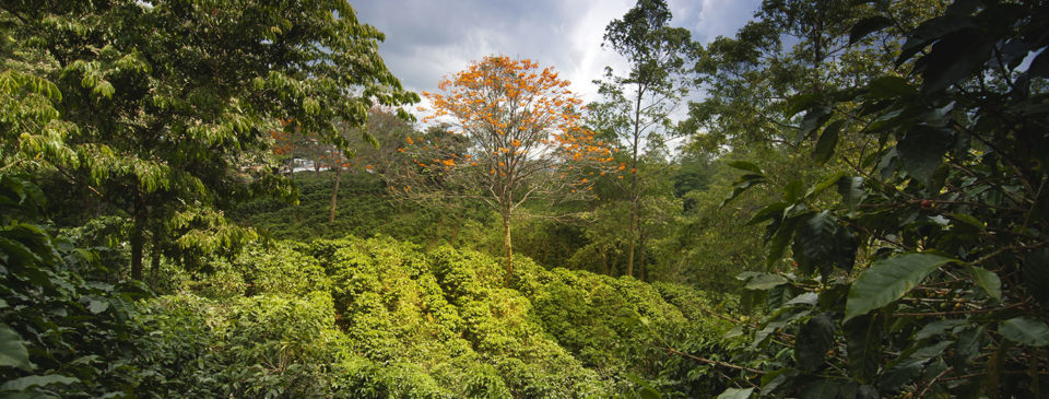 Costa Rican Roast Coffee