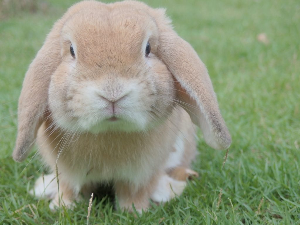 Kids Eat Free on Easter Sunday